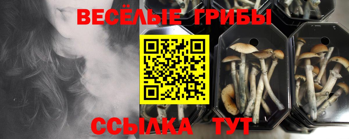 Киров  Галлюциногенные грибы прущие грибы  Вход с VPN  Галлюциногенные грибы мицелий 